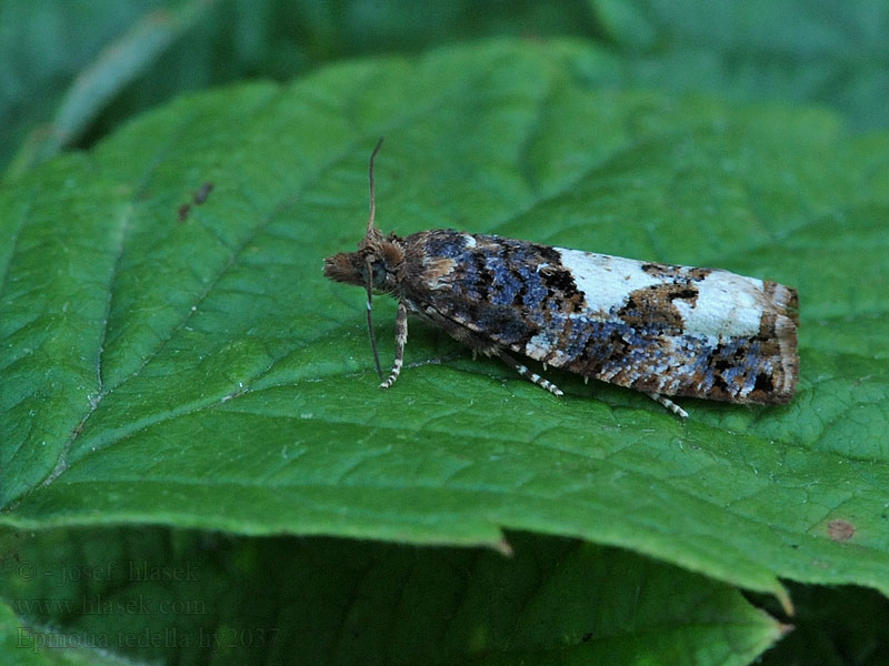 Epinotia trigonella Nyírfalevél-tükrösmoly Kolmiosoukkokääriäinen