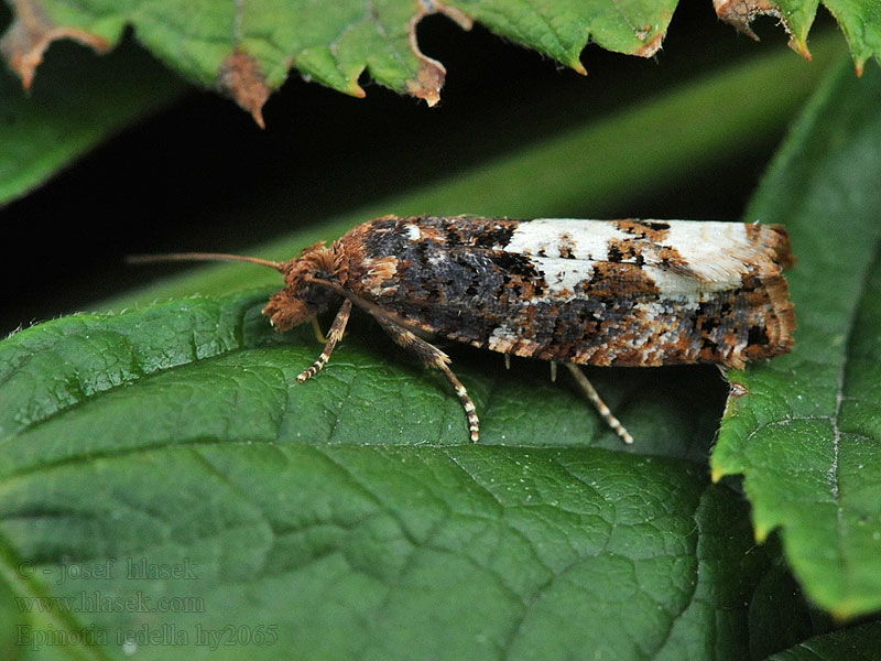 Epinotia trigonella Vitfläckig björkrullvecklare Bjørkekveldvikler