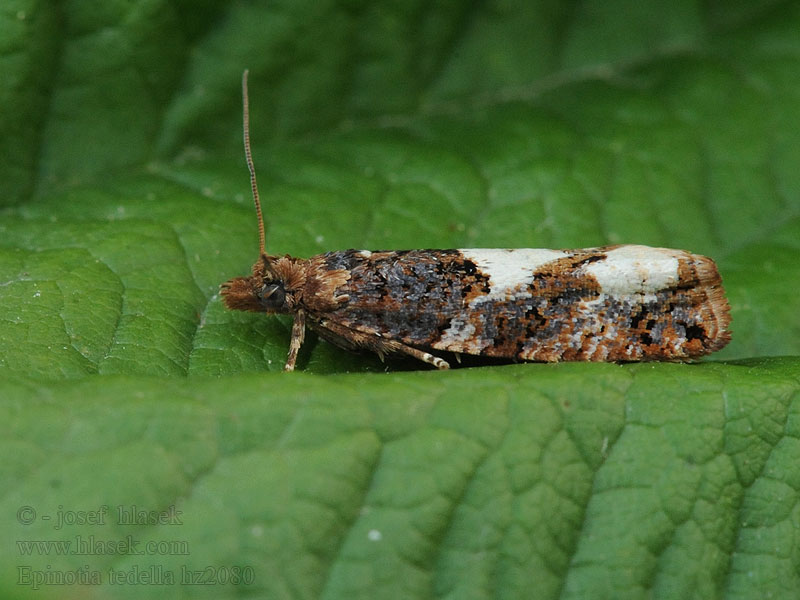 Birch Epinotia Epinotia trigonella