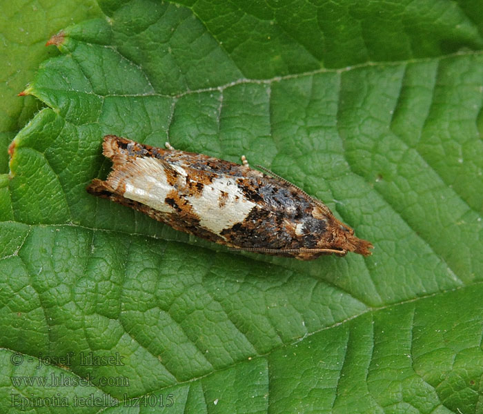 Tweevlekoogbladroller Epinotia trigonella