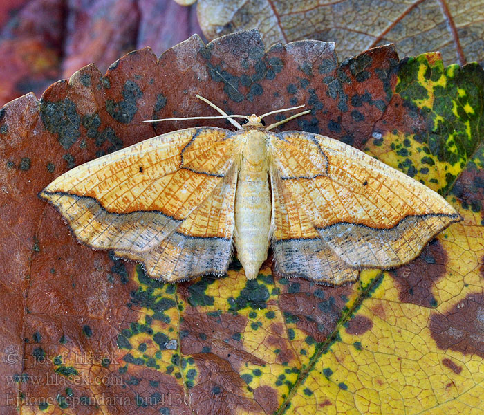 Puntige zoomspanner Seljebrannmåler Bordered Beauty