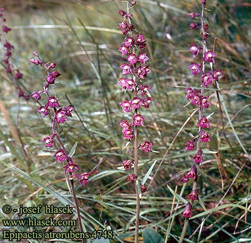 Epipactis atrorubens Dark Red Helleborine Épipactis pourpre