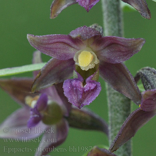 Bruinrode wespenorchis Borbás-nőszőfű Braunrote Sitter