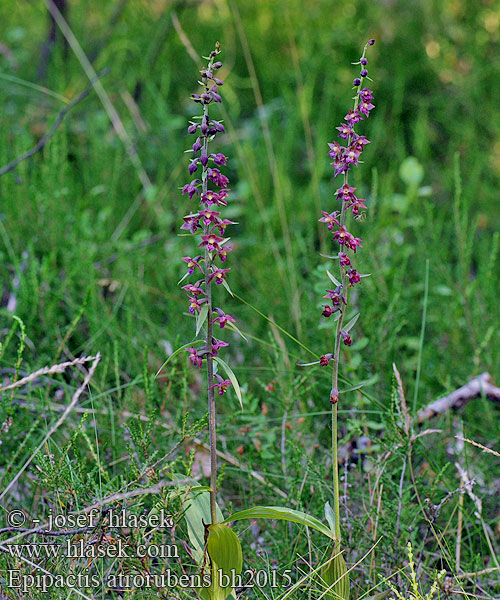 Дремлик темно-красный Epipactis atrorubens Dark Red Helleborine