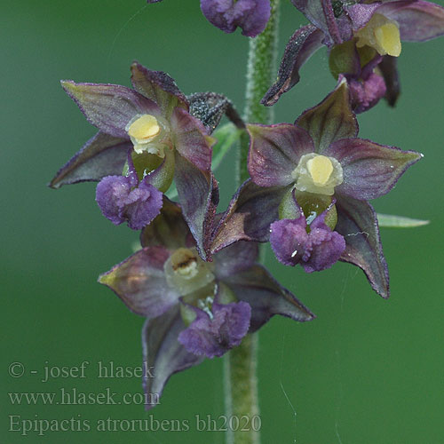 Dark Red Helleborine Épipactis pourpre noirâtre