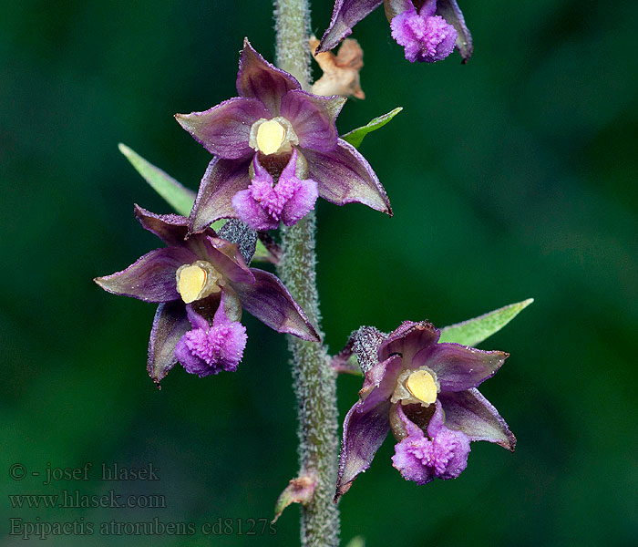 Epipactis atrorubens