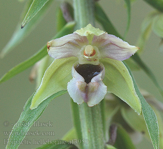 Epipactis helleborine Plačialapis skiautalūpis Brede wespenorchis