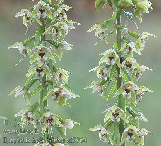 Epipactis helleborine Breitblättrige Sitter Kruszczyk szerokolistny