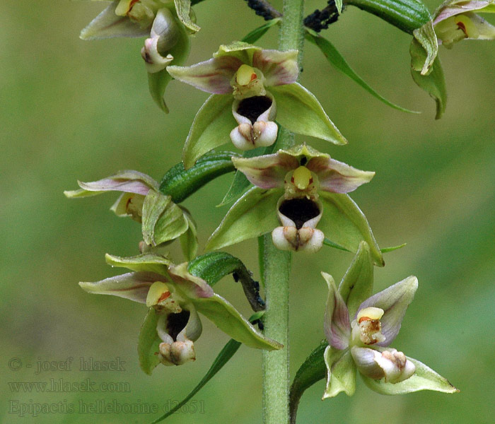 Epipactis helleborine Kruštík širolistý Broad-leaved Helleborine