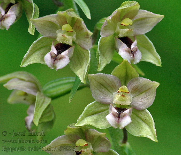 Epipactis helleborine Kruštík širokolistý Széleslevelű nőszőfű