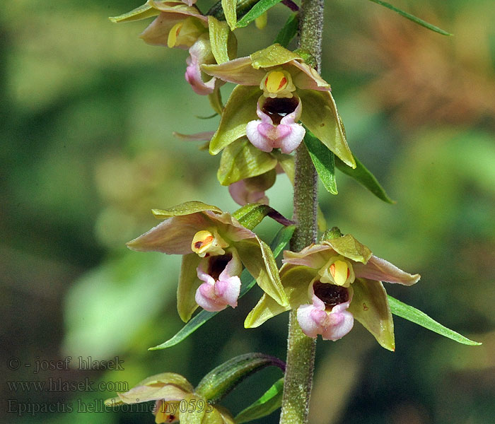 Epipactis helleborine Épipactis larges feuilles 火烧兰 Šěroki stawač