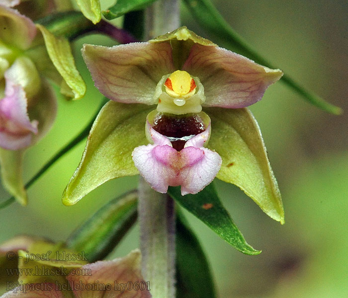 Epipactis helleborine Skogsknipprot Lehtoneidonvaippa Elleborina comune