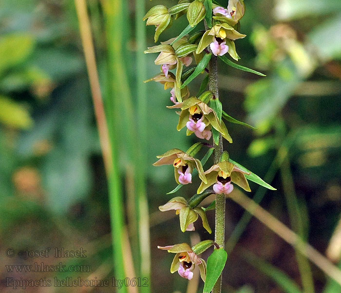 Epipactis helleborine Дремлик широколистный Bredflangre