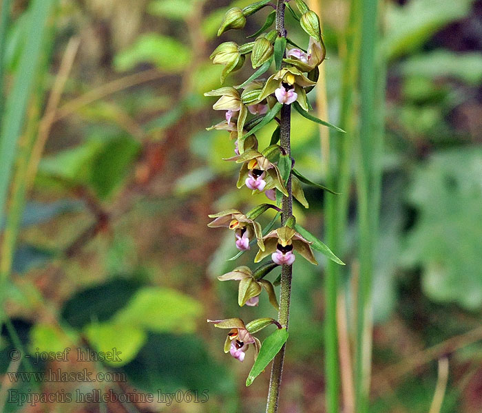 Kruštík širokolistý Epipactis helleborine