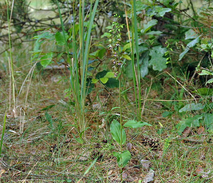 Epipactis helleborine