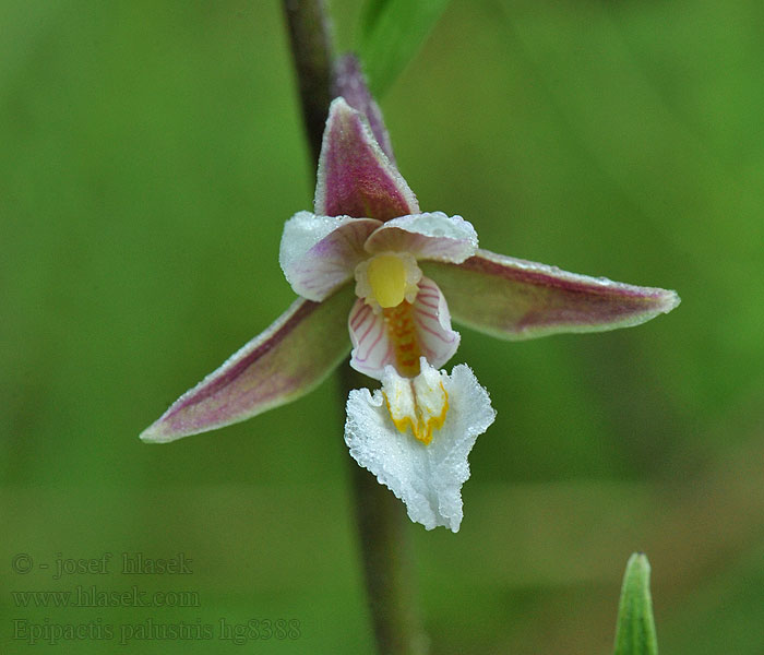 Epipactis palustris Elleborine palustre Elleborina Mocsári nőszőfű