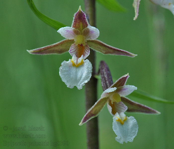 Epipactis palustris Sumpf-Sitter Kruszczyk błotny Дремлик болотный