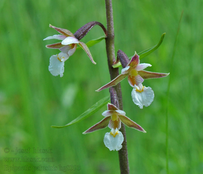 Epipactis palustris Kruštík bahenní močiarny Kärrnipprot