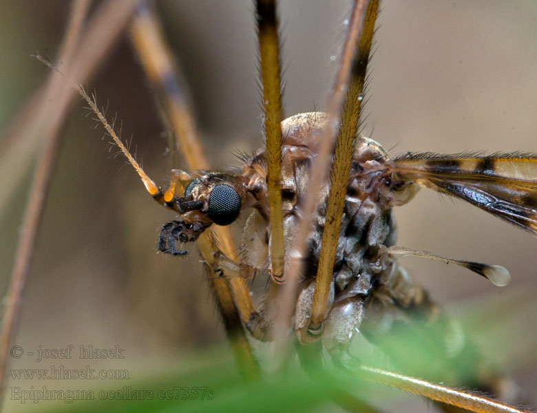 Epiphragma ocellare