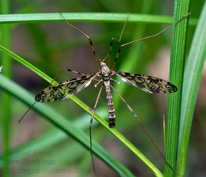 Epiphragma ocellare