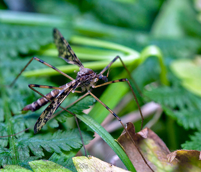 Epiphragma ocellare