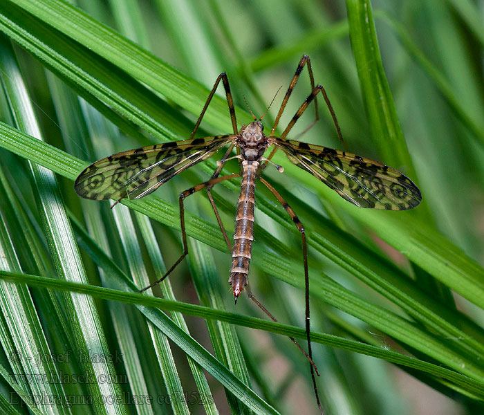 Epiphragma ocellare