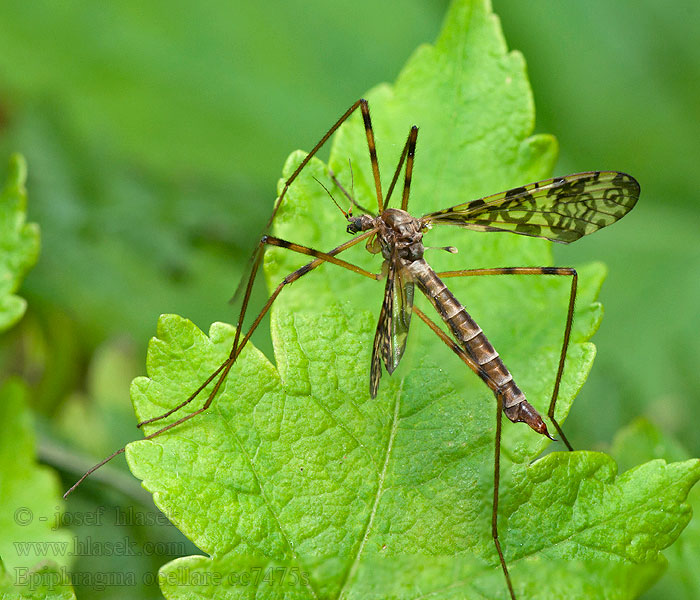 Epiphragma ocellare