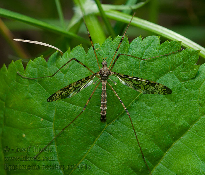 Epiphragma ocellare