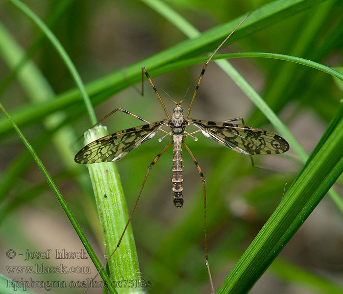 Epiphragma ocellare