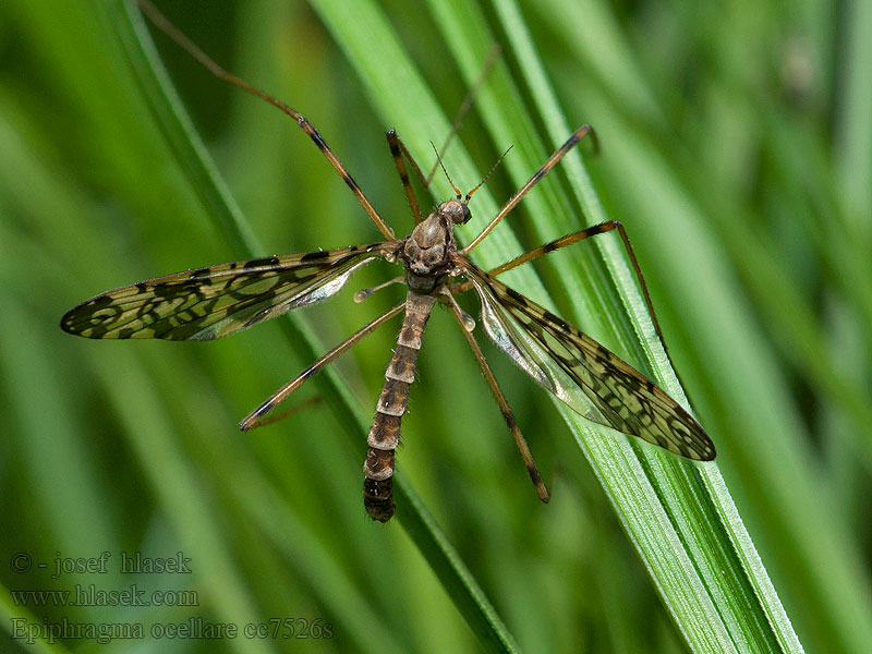 Epiphragma ocellare