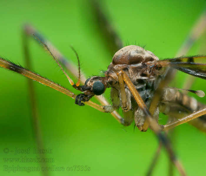 Epiphragma ocellare