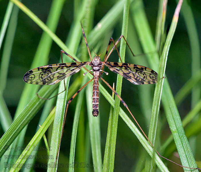 Epiphragma ocellare