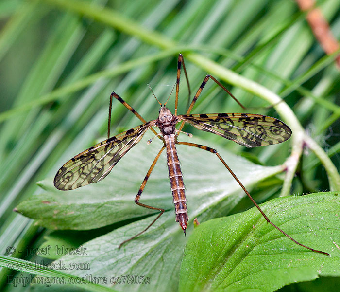 Epiphragma ocellare