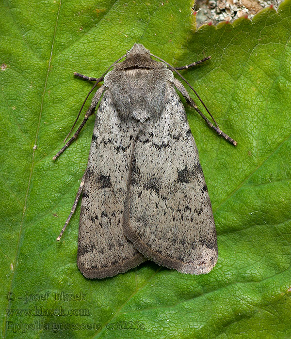 Epipsilia grisescens Noctua Osenice šedavá Bergwiesen-Bodeneule