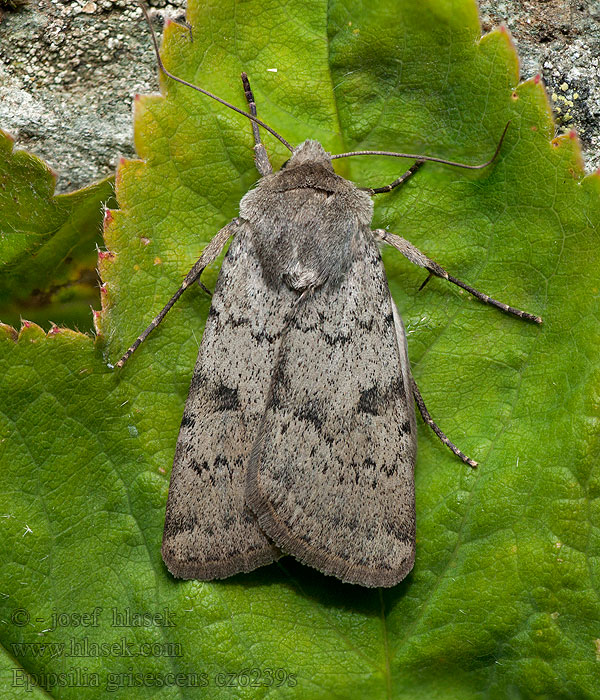 Epipsilia grisescens Siatica hluchavková Agrotide ignicole