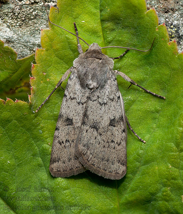 Epipsilia grisescens Siatica hluchavková Agrotide ignicole