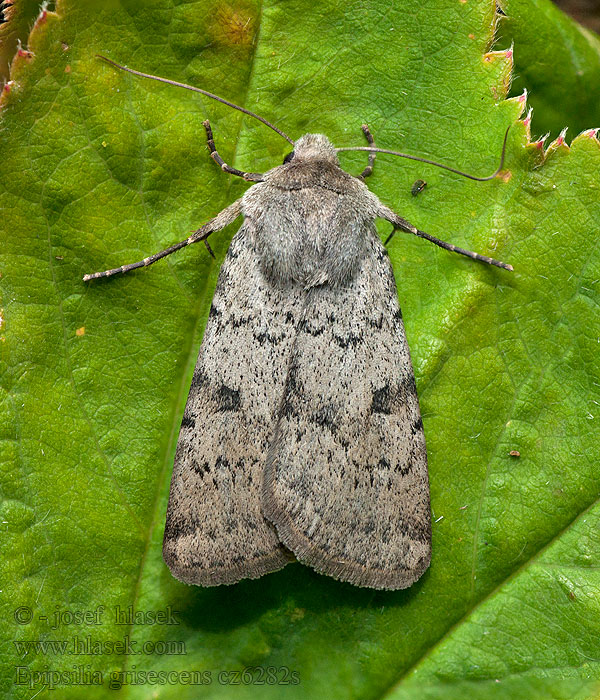 Epipsilia grisescens Hopeamaayökkönen Grått jordfly