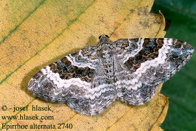 Epirrhoe alternata sociata Common Carpet Alternée Galaj tarkaaraszoló