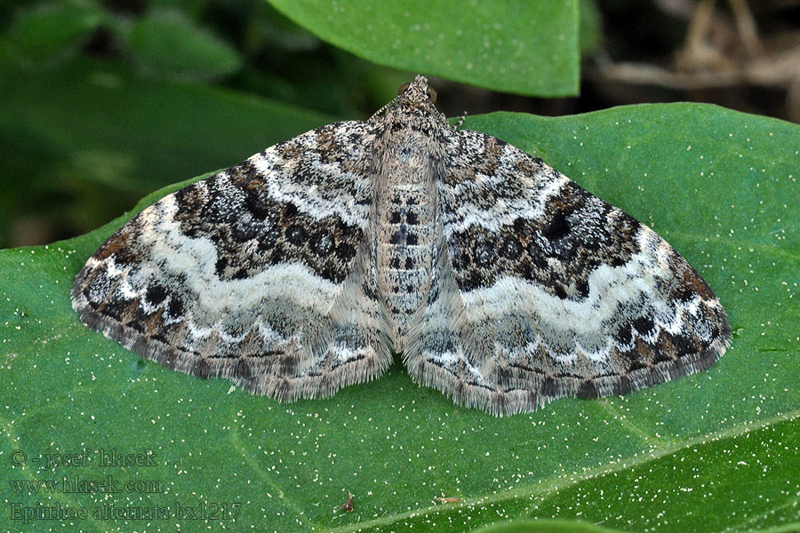 Epirrhoe alternata Paśnik zmiennik Пяденица белополосая