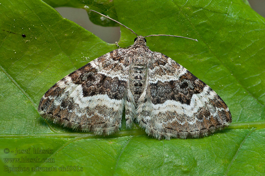 Gewone bandspanner Harmoraanumittari Epirrhoe alternata