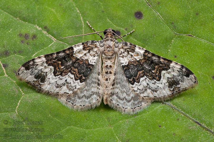 Epirrhoe galiata Píďalka úzkopruhá Breitbinden-Labkrautspanner