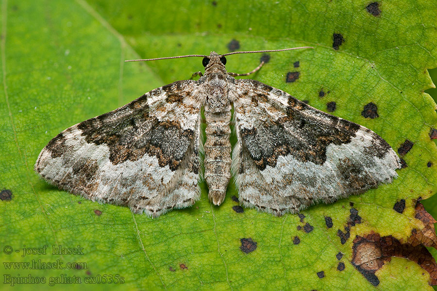 Epirrhoe galiata Galium Carpet Piadivka krížavková Mélanthie Caille-Lait