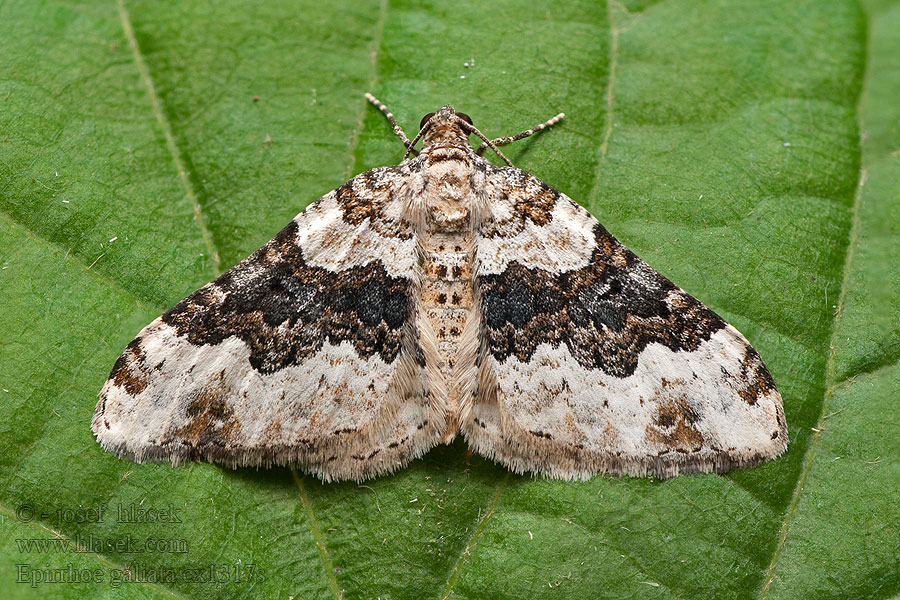 Epirrhoe galiata Пяденица широкополосая Paśnik przytuliak