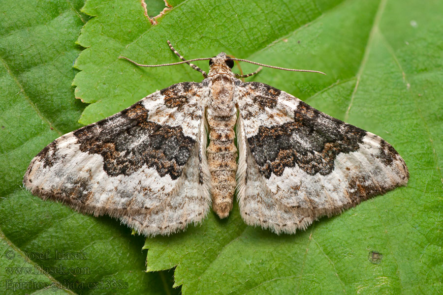 Epirrhoe galiata Walstrobandspanner Ruskoraanumittari Mårefältmätare