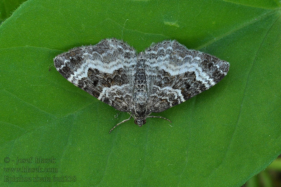 Gebüschrain-Labkraut-Blattspanner Wood Carpet Epirrhoe rivata