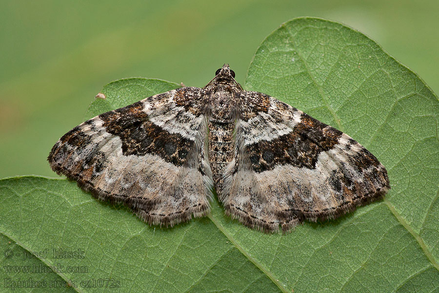 Gebüschrain-Labkraut-Blattspanner Epirrhoe rivata