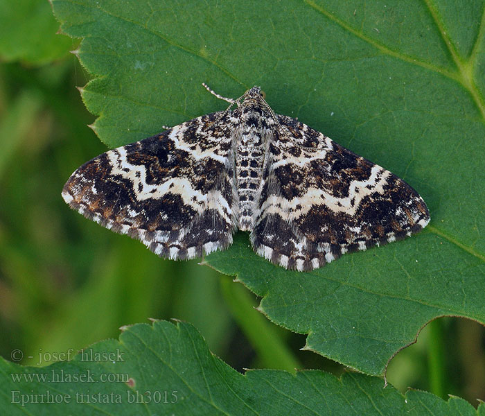 Small Argent Sable Piadivka smútočná Mélanippe triste