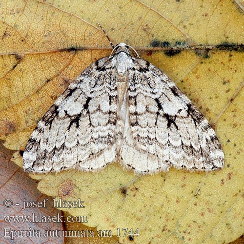 Autumnal Moth Birken Moorwald Herbstspanner Moorgebüsch