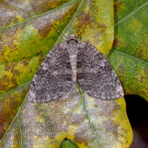 Epirrita christyi Pale November Moth Šedokřídlec říjnový