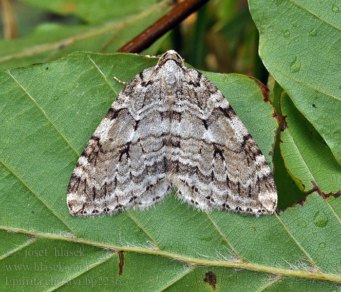 Utusyysmittari Bleke novemberspanner Grauer Rotbuchen-Herbstspanner